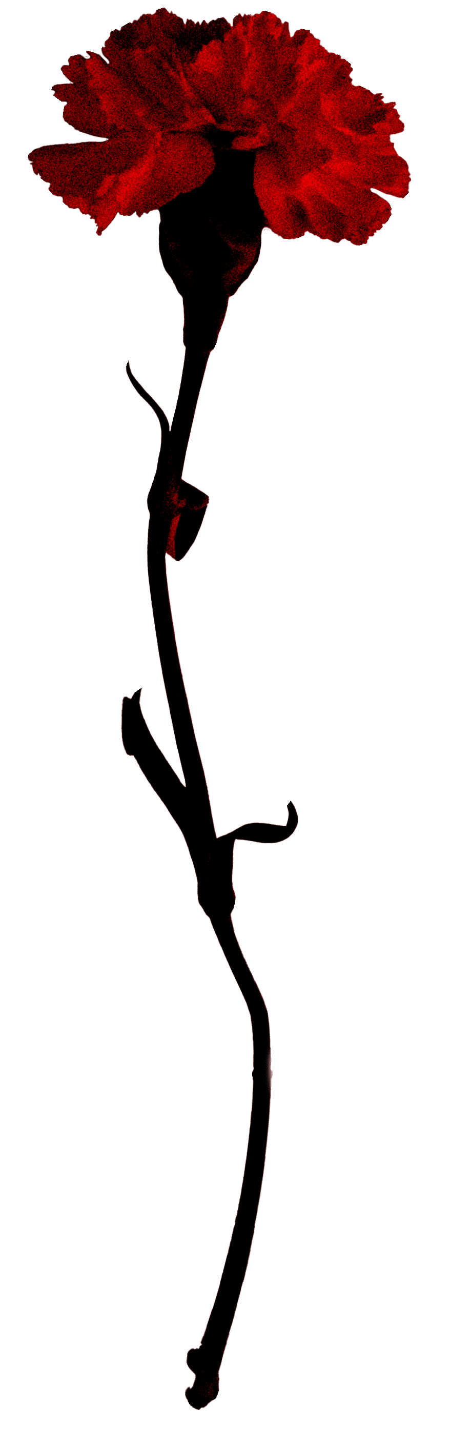Bizarre Image