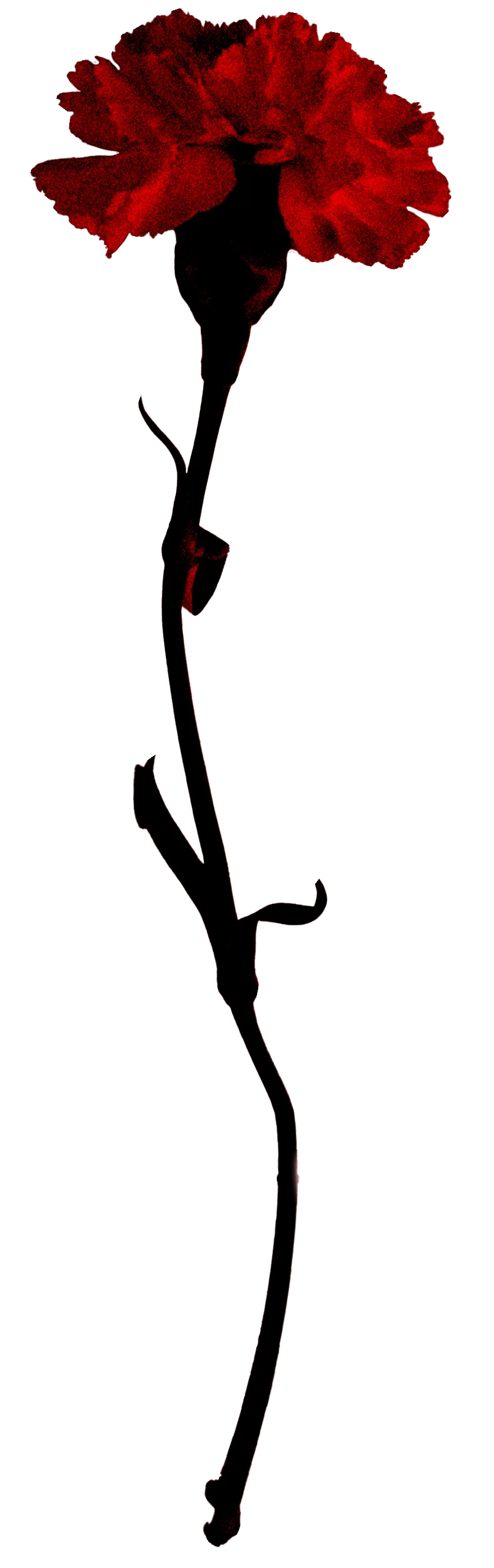 Bizarre Image